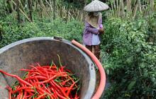 Harga Anjlok, Petani Cabai Menjerit karena Biaya Produksi Lebih Mahal dari Harga Jual