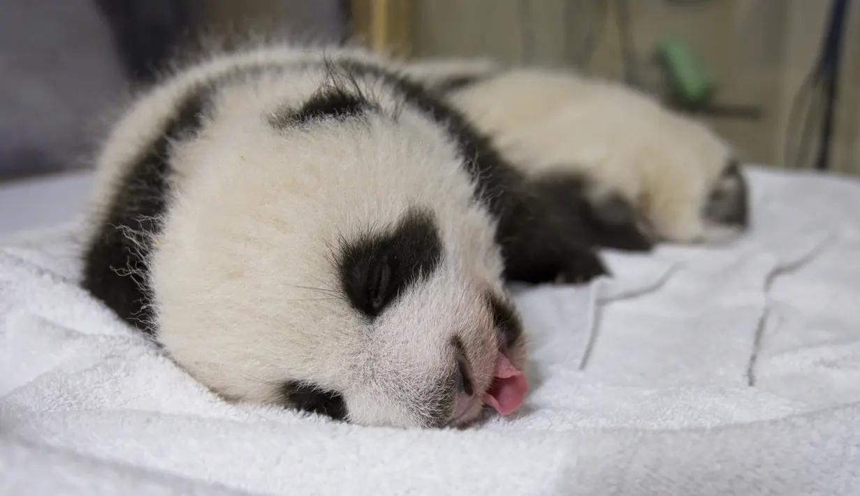 Salah satu anak panda kembar bernama Petite Neige tidur di dalam kotak di Kebun Binatang Beauval, Prancis tengah pada Kamis (30/9/2021). Kedua anak panda itu lahir pada 2 Agustus 2021 lalu dan sekarang beratnya lebih 2800 gram. (SOUVANT GUILLAUME / AFP)