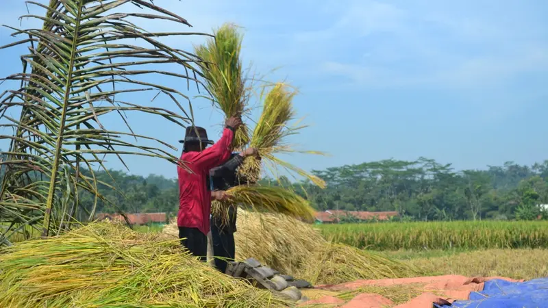 Petani panen padi di Desa Cingebul, Lumbir, Banyumas. (Foto: Liputan6.com/Muhamad Ridlo)