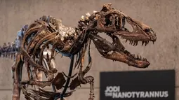 Fosil Nanotyrannus, Kerabat Kecil T-Rex Ini Bakal Dilelang di New York