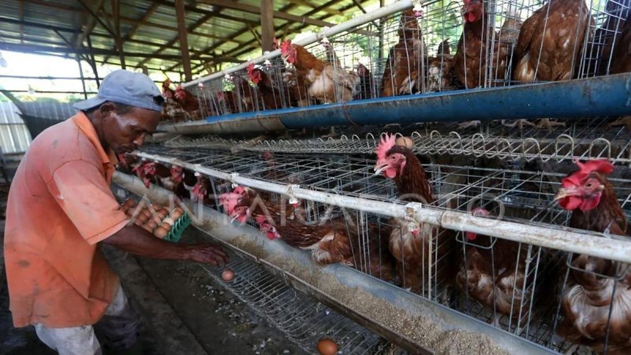 Pembangunan Peternakan Ayam Danantara Senilai Rp20 Triliun Dimulai 28 Januari, Perkuat Ketahanan Pangan Nasional