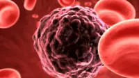 Penelitian di Denmark untuk menciptakan vaksin malaria baru malah mengungkapkan rahasia yang berpotensi untuk pengobatan kanker. (University of Copenhagen)