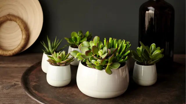 Tanaman hias mini/dok. IKEA