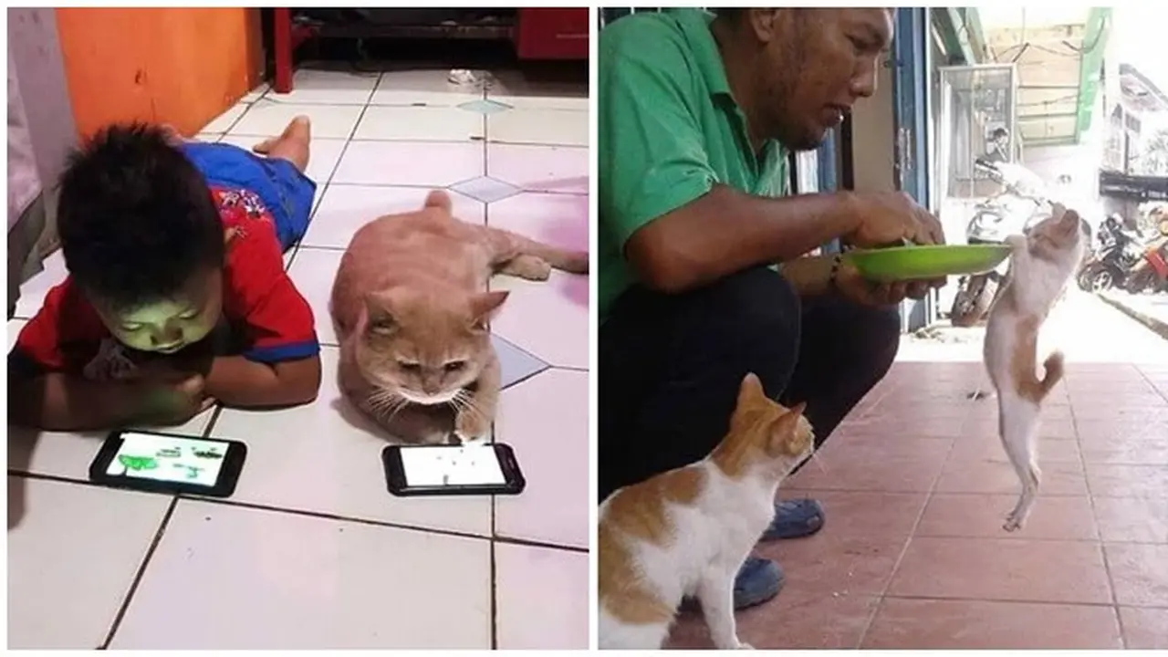 Potret Lucu Saat Kucing dan Manusia Lagi Akur Ini Bikin Cengar Cengir