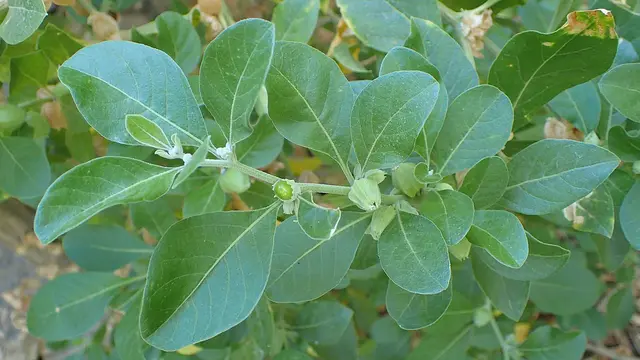 ashwaganda