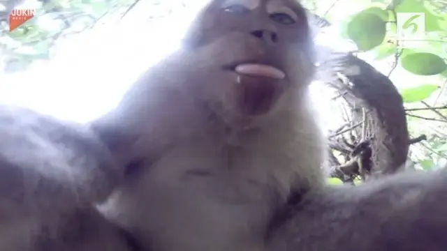 Ketika mengunjungi Pura Uluwatu, Bali, seorang turis dikejutkan dengan aksi seekor monyet yang selfie dengan kamera GoPro miliknya.