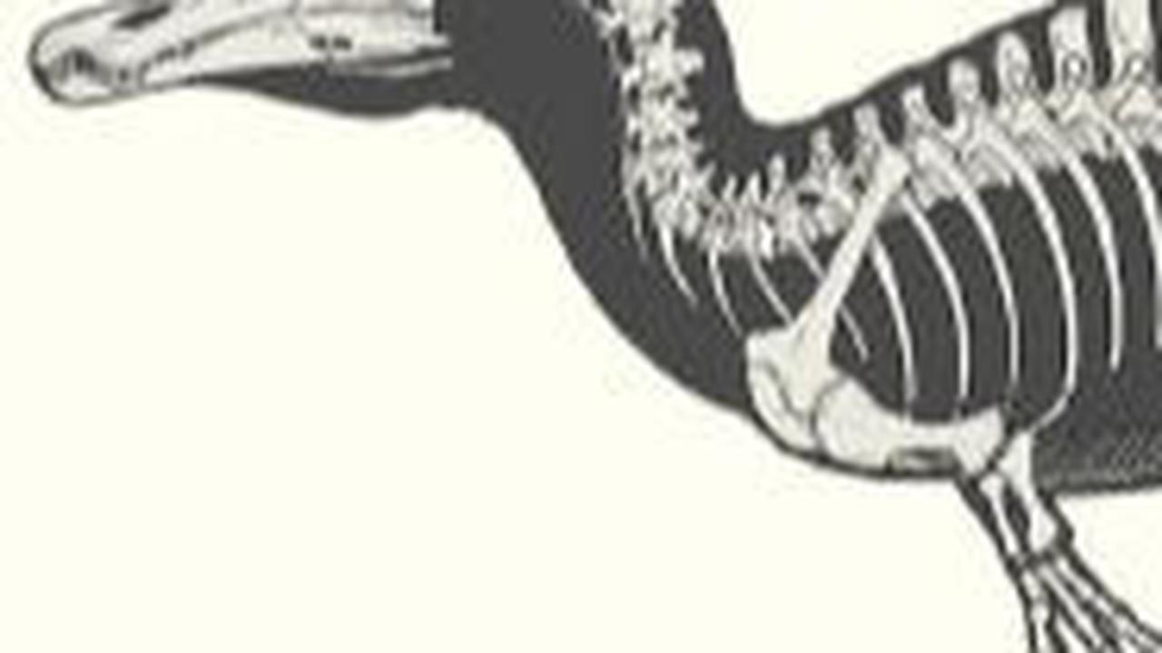 Ciri Fisik Spinosaurus