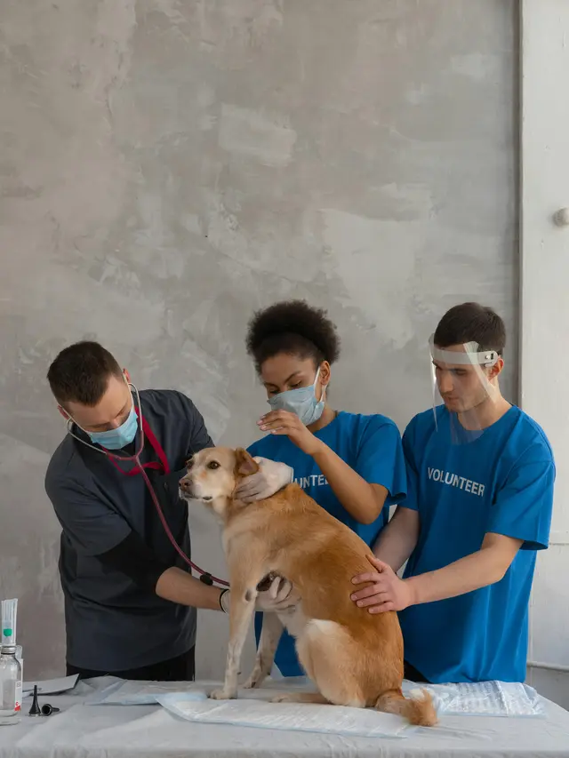 klinik hewan