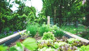 Ilustrasi Kebun Sayur di Rumah. (Unsplash - Markus Spiske)