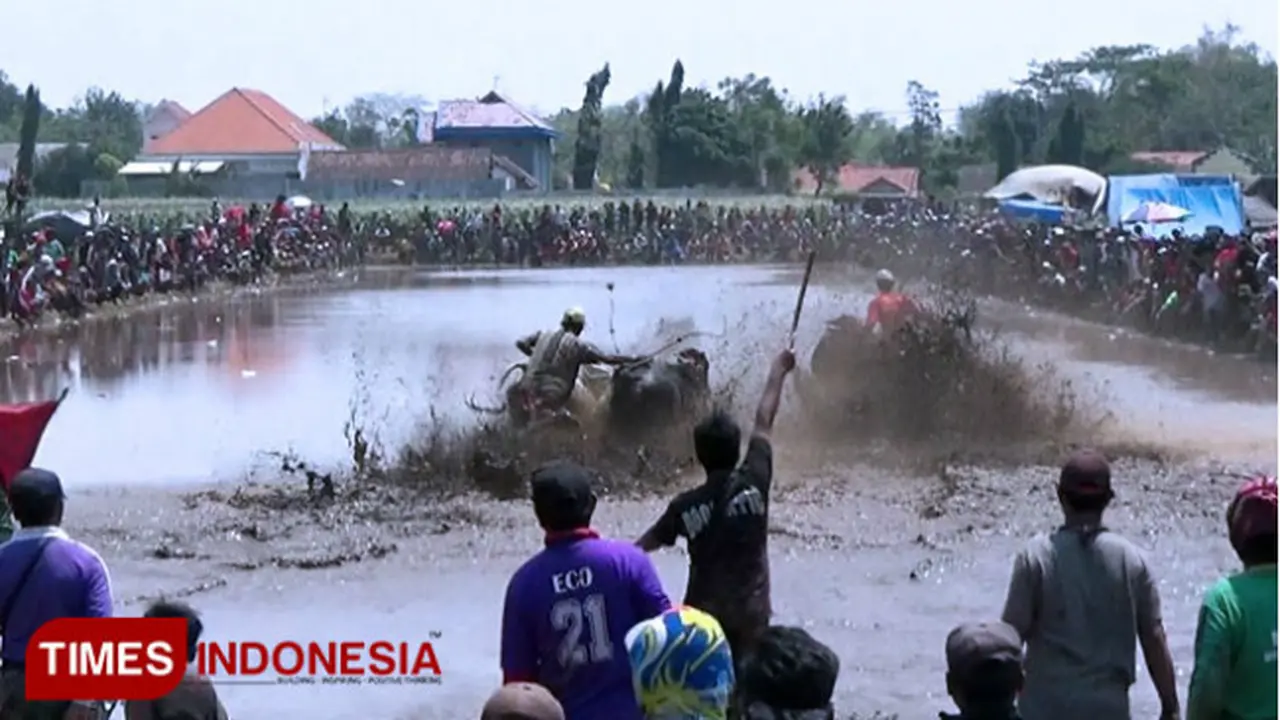 Begini Sejarah Lahirnya Kerapan Sapi Brujul di Probolinggo