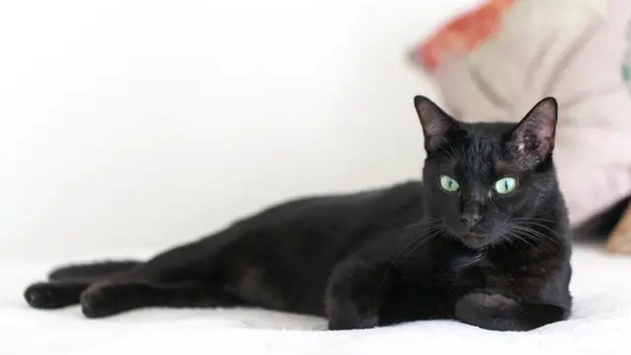 Menurut Studi, Memberi Makan Kucing Secara Berlebihan Ternyata Punya Efek Mengejutkan