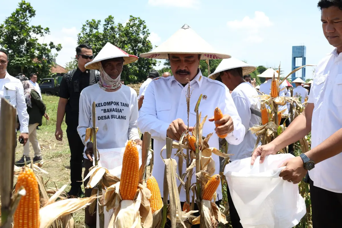 Menteri Imipas Agus Andrianto Panen Jagung di Sidoarjo, Tegaskan Komitmen Dukung Ketahanan Pangan Nasional