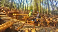 Hutan Pinus Mangunan (eksotisjogja.com)
