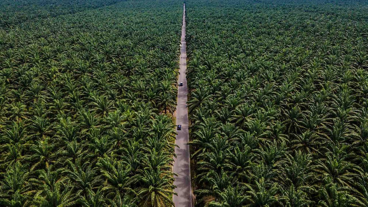 FOTO: Melihat Perkebunan Kelapa Sawit Rakyat Terbesar di Provinsi Aceh
