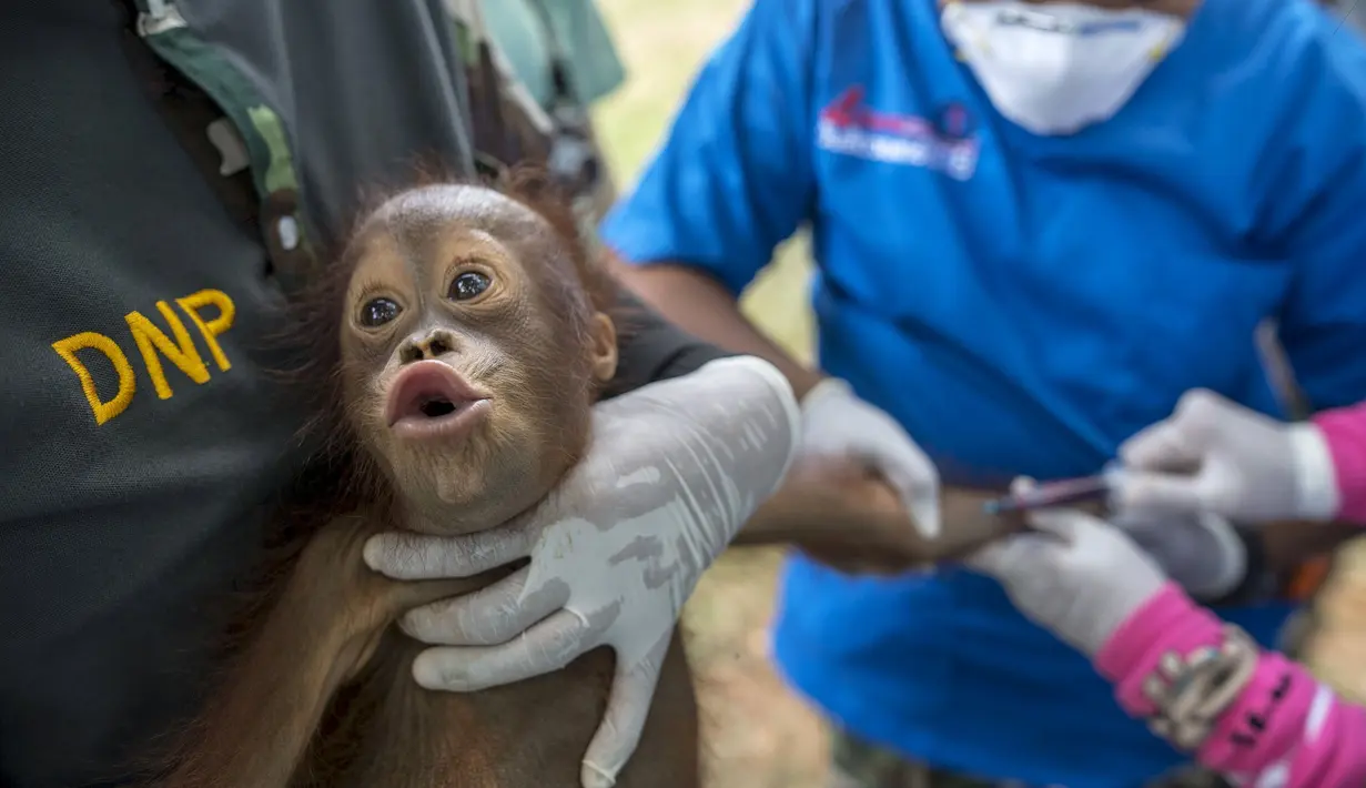 Anak Orang Utan saat diambil sampel darah di pusat konservasi Kao Pratubchang, Thailand, Kamis (27/8/2015). Petugas Konservasi melakukan pemeriksaan terhadap Orang Utan asli Indonesia yang disita dari taman hiburan di Phuket. (REUTERS/Athit Perawongmetha)