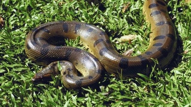 Dimanakah Anaconda Tinggal?