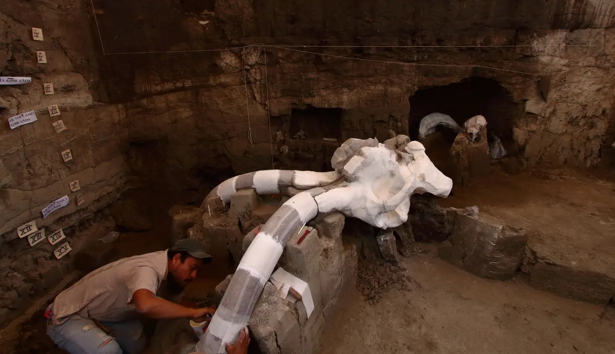 Arkeolog meneliti kerangka mammoth berusia 12.000 - 14.000 tahun, yang ditemukan di Desa Tultepec, dekat Mexico City, 24 Juni 2016. Kerangka mamoth itu mempunyai tinggi 16 kaki dan beratnya mencapai 10 ton. (Hector GUERRER /AFP)