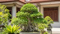 10 Rekomendasi Tanaman Bonsai Depan Rumah Terbaik 2026, Percantik Tampilan Hunian