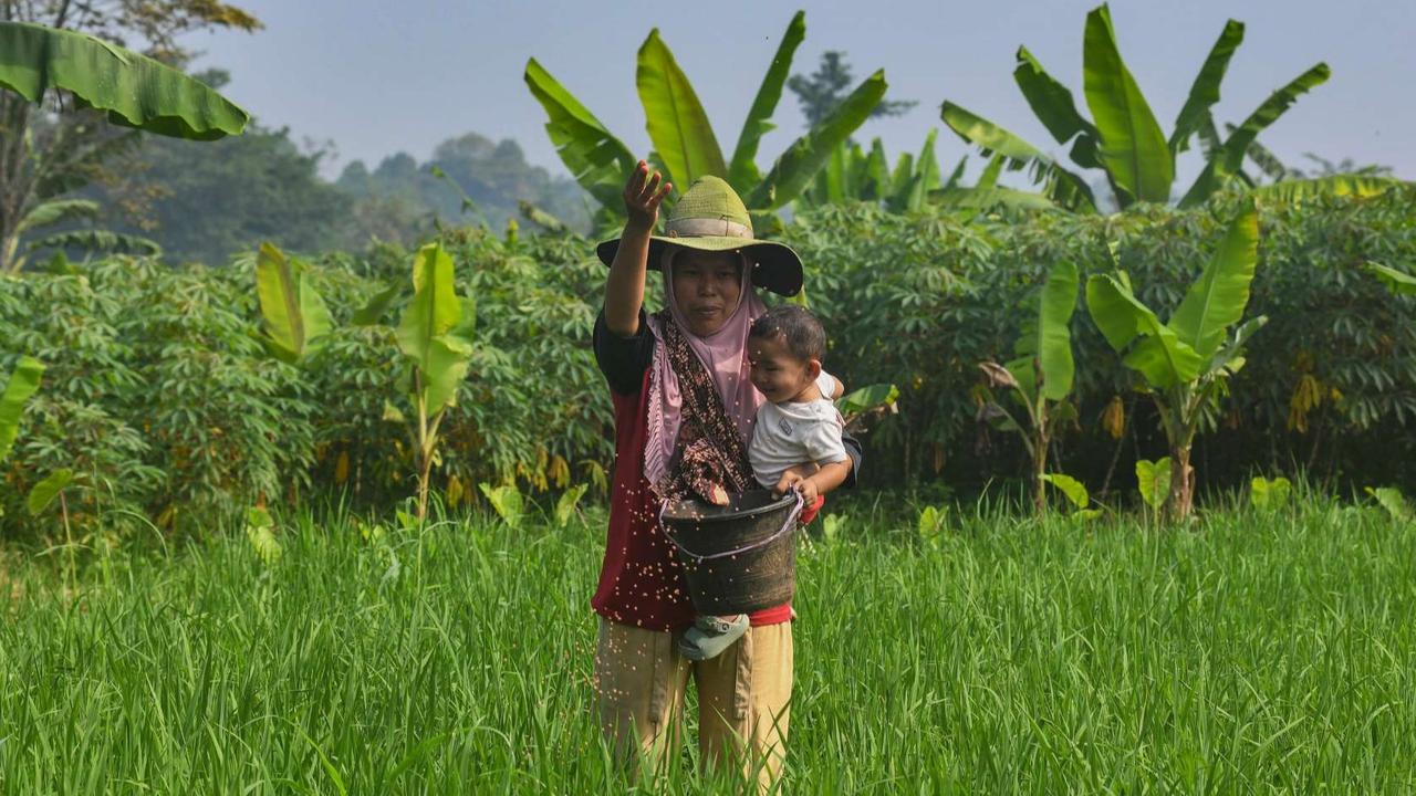 FOTO: Distribusi Pupuk Subsidi ke Petani Mulai Lancar