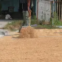 Bulog Serap 3,2 Juta Ton Gabah Petani Setara Beras
