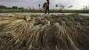 Seorang petani mencari batang padi untuk dikeringkan di trotoar selama musim panen di desa Svay Bork di luar Phnom Penh, Kamboja, Selasa (3/11/2020). Petani Kamboja mulai memanen padi setelah musim hujan. (AP Photo/Heng Sinith)