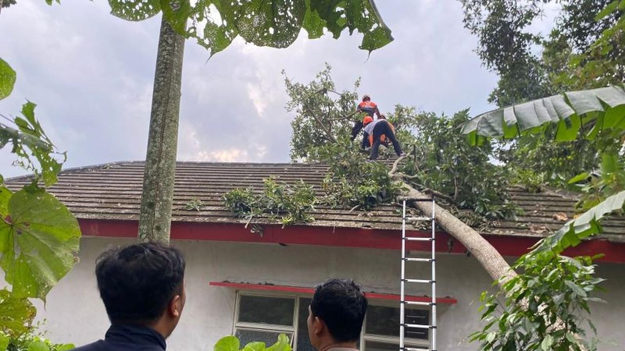 Angin Kencang Jember Tewaskan Satu Warga, BPBD Imbau Waspada Cuaca Ekstrem