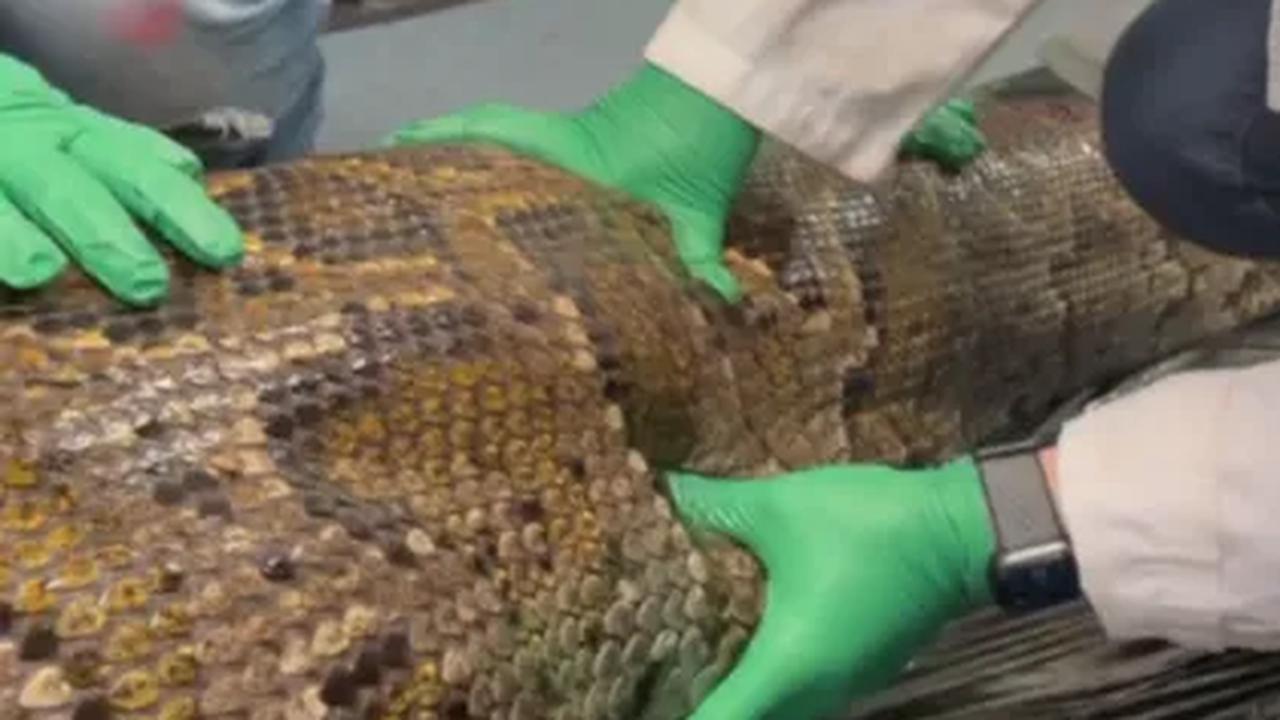 Seekor ular jenis Burmese Python ditemukan dalam keadaan mati oleh ilmuwan di Florida, Amerika Serikat.