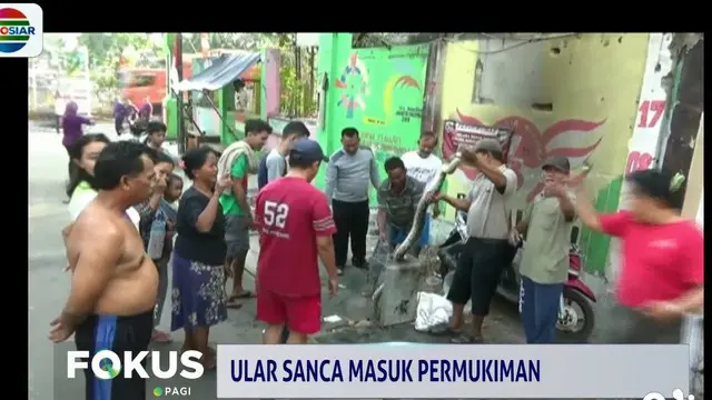 Ular Sanca Bermunculan di Permukiman Warga, Diduga Akibat Musim Kemarau