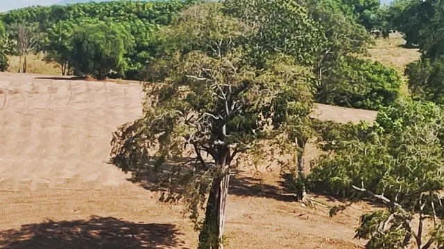 Pohon Lita, Pohon Pulai membungkus pohon Asam di Sirkuit Samota