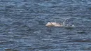 Penampakan seekor paus beluga atau paus putih yang muncul di permukaan Sungai Thames dekat Gravesend timur London, Rabu (26/9). Penampakan terakhir paus beluga di perairan Inggris terjadi pada tahun 2015 lalu. (AFP/Daniel LEAL-OLIVAS)