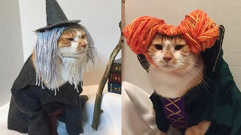 10 Potret Kucing Cosplay Sebagai Ikon Sastra dan Film Bikin Gemas