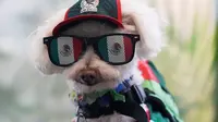 Mengenal Osito, Anjing Penyelamat di Piala Dunia 2026