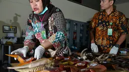 Petugas Badan Konservasi Sumber Daya Alam (BKSDA) Aceh menunjukkan paruh burung rangkong di Banda Aceh, Jumat (26/7/2019). Burung yang masuk ke dalam kelompok Bucerotidae ini juga sering disebut sebagai 'emas terbang. (CHAIDEER MAHYUDDIN/AFP)