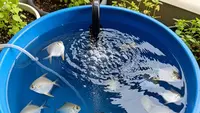15 Usaha Ternak Ikan yang Mudah Dipelajari dalam 1 Minggu, Pemula Bisa Coba