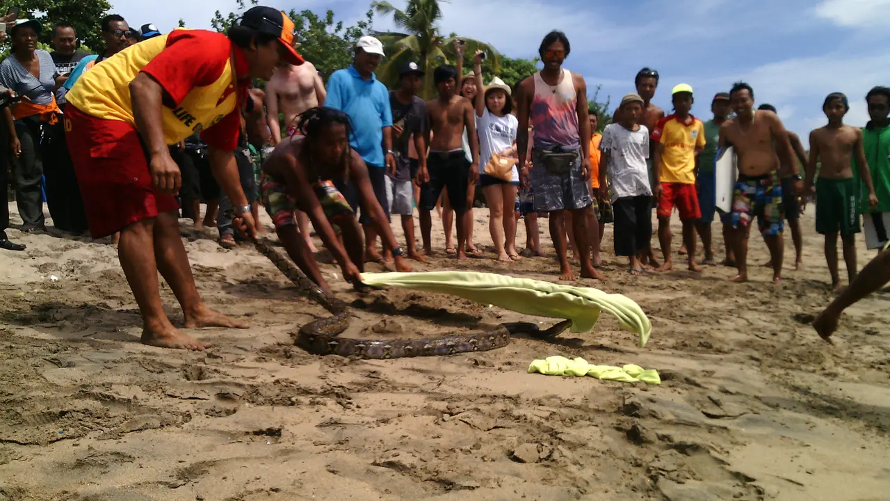Ular Piton Sepanjang 2,5 Meter Bikin Geger Turis di Pantai Kuta
