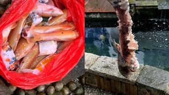 Pemilik Syok, Ikan Koi Seharga Ratusan Juta Dimakan Berang-Berang
