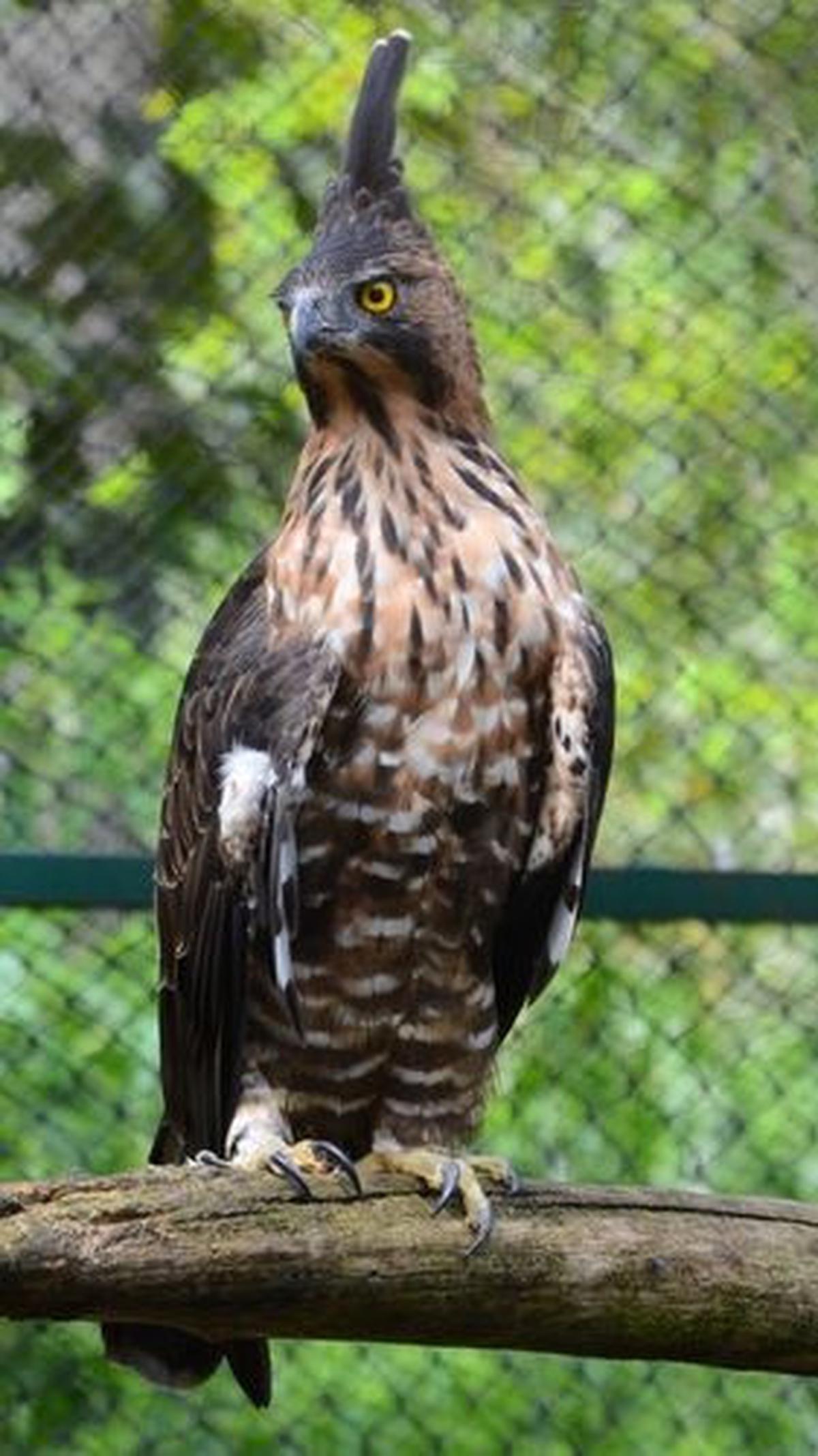 <b>Elang Jawa (Nisaetus bartelsi)</b>