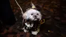 Seekor anjing mengenakan kostum untuk New York Pet Fashion Show ke-17 di New York City, Kamis (6/2/2020). Acara ini menampilkan pertunjukan anjing yang berjalan di catwalk dengan kostum yang unik. (Photo by Johannes EISELE / AFP)