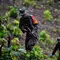 TNI AD Temukan Ladang Ganja Dua Setengah Hektare di Pegunungan Aceh Besar