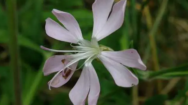 Foto: copyright ListVerse.com