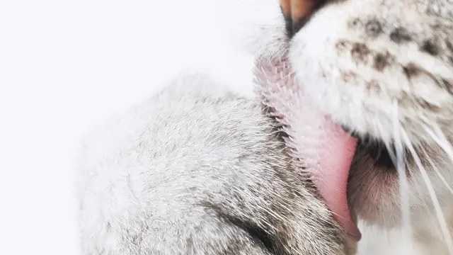 Ilustrasi lidah kucing