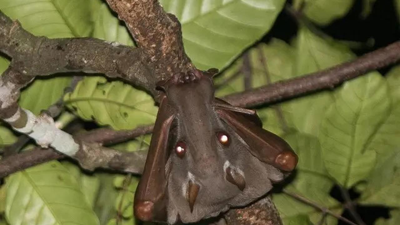 9 Hewan Ini Dipercaya Bisa Terbang di Udara, Ternyata Tak Hanya Burung