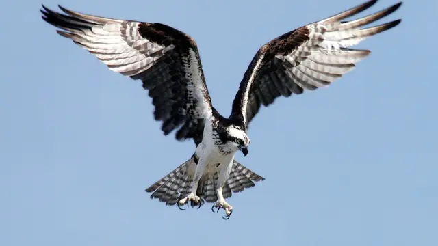 7 Arti Mimpi Burung Elang, Sering dikaitkan dengan Karier dan Keturunan