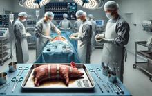 Pertama di Dunia, Hati Babi Berhasil Ditanamkan ke Tubuh Manusia