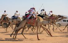 Tradisi balap unta meriahkan Idul Fitri di Arab Saudi