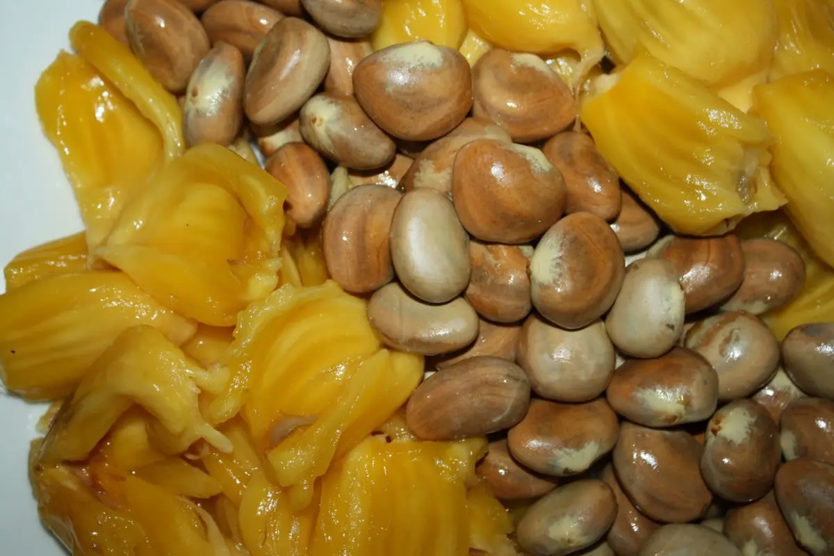 Jangan Buang Biji Nangka, Banyak Manfaat Kesehatannya