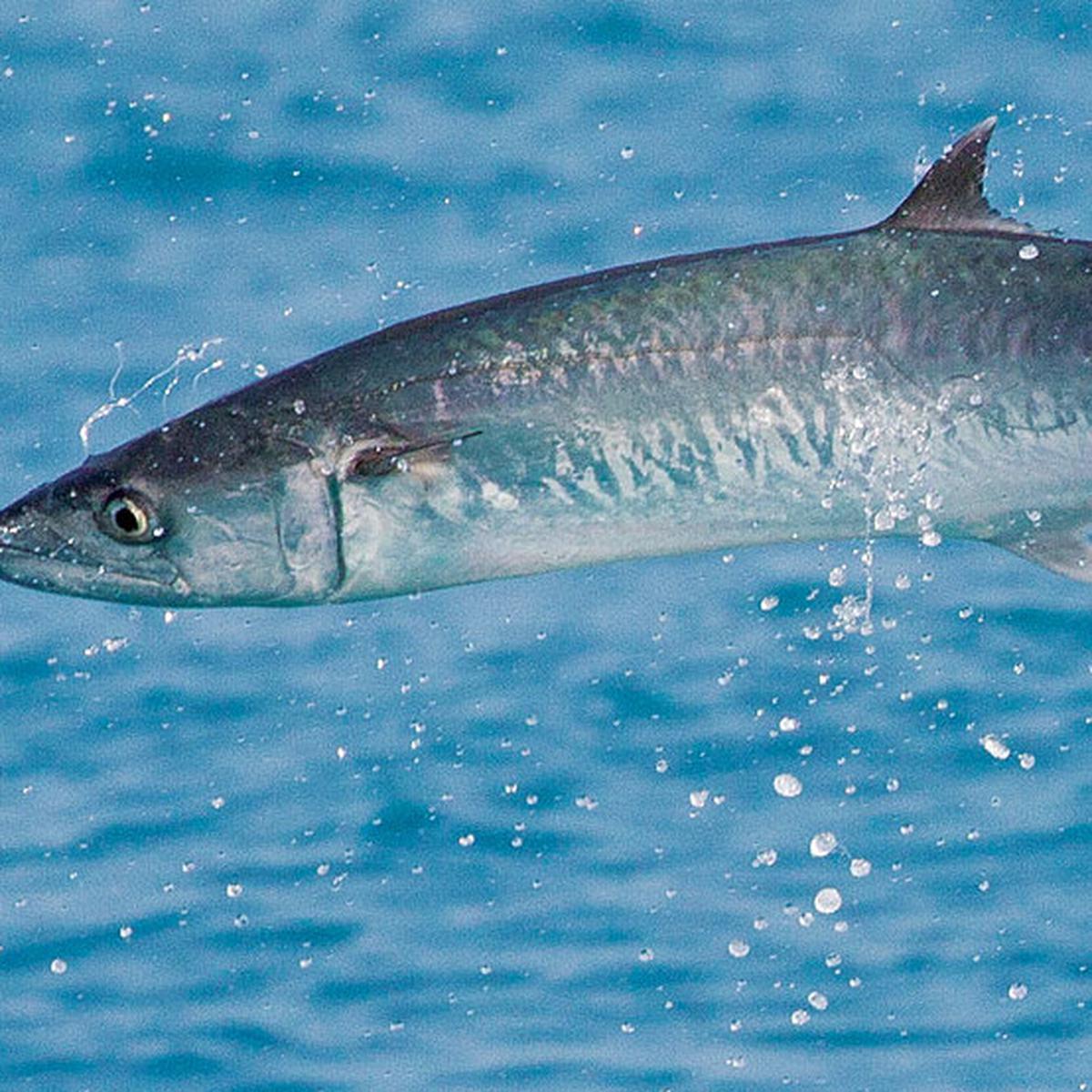 Ikan  King Mackerel