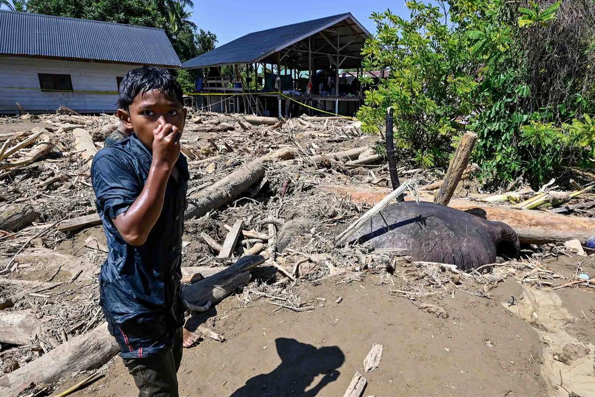 FOTO: Menyedihkan! Gajah Sumatera Ditemukan Tewas Terjebak Material Banjir Bandang di Pidie Jaya