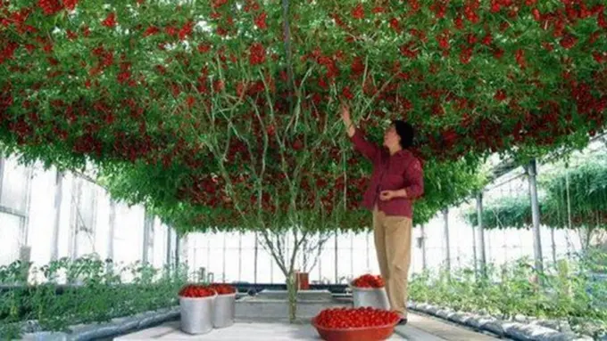 Photo: Copyright odditycentral.com