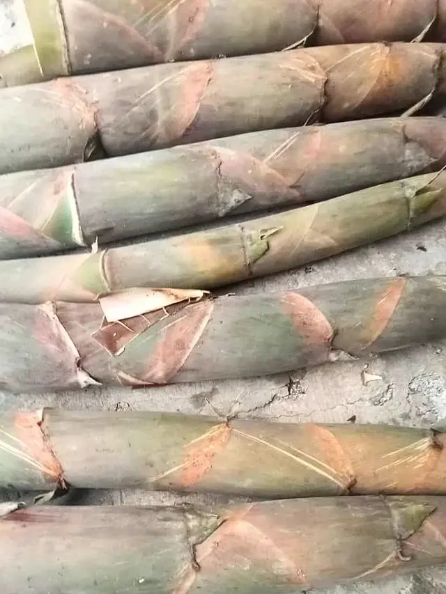 Rahasia Lumpia Rebung Tanpa Bau Pesing, Cuma Direbus 1 Bahan Dapur